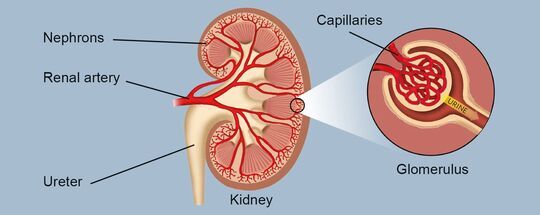 How Kidney Work - Kidney parts